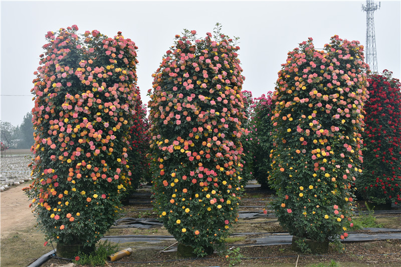 月季花柱